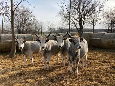 Szürkemarha eladó – törzskönyvezett állomány, 5 üsző, 3 bika