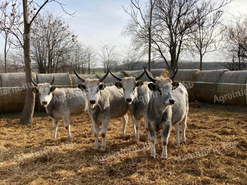 Szürkemarha eladó – törzskönyvezett állomány, 5 üsző, 3 bika