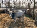Szürkemarha eladó – törzskönyvezett állomány, 5 üsző, 3 bika