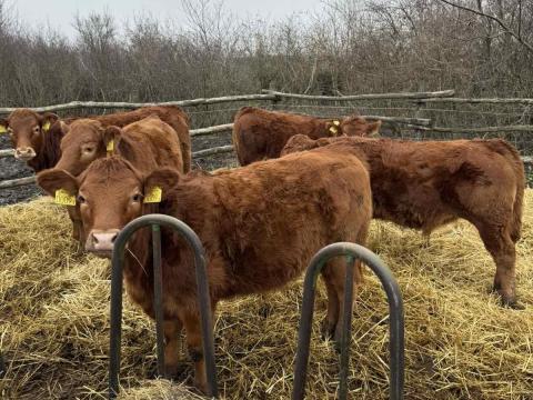 Limousin borjak eladók Limousin borjak eladók
