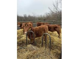 Limousin borjak eladók