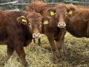 Limousin borjak eladók