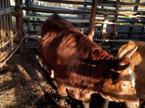 Előhasú magyartarka üsző eladó Előhasú magyartarka üsző eladó