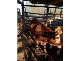 Előhasú magyartarka üsző eladó