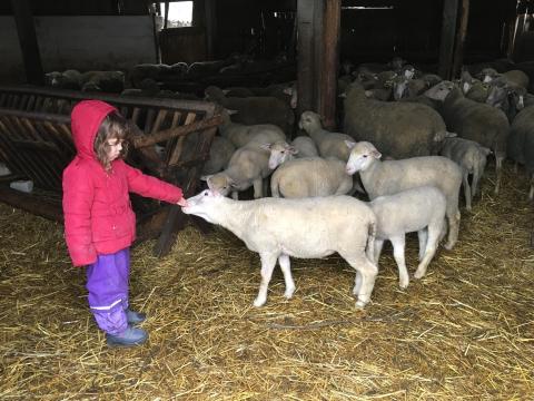 Eladó anyajuhok és törzskönyvezett kos Békés megyében Eladó anyajuhok és törzskönyvezett kos Békés megyében