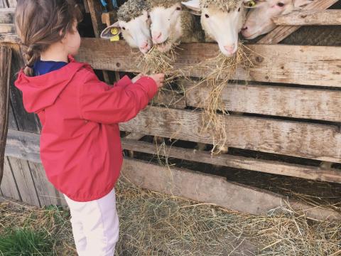 Eladó birkák Eladó birkák