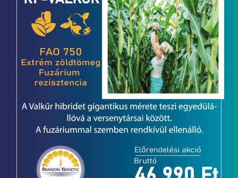 Kukorica vetőmagok előrendelési akcióban Kukorica vetőmagok előrendelési akcióban
