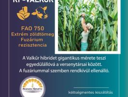 Kukorica vetőmagok minden éréscsoportban