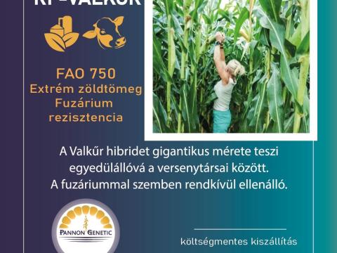 Kukorica vetőmagok minden éréscsoportban