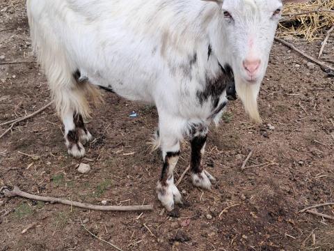 Bak kecske Bak kecske