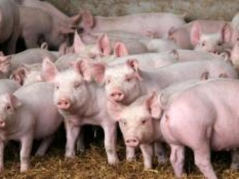 Malacok eladók Malacok eladók