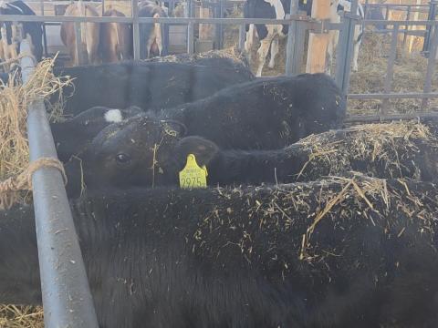 16 db kersztezett frìz Limuzin borjù eladò 16 db kersztezett frìz Limuzin borjù eladò