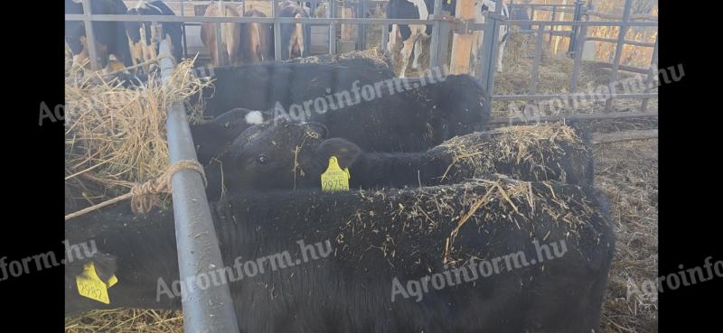 16 db kersztezett frìz Limuzin borjù eladò