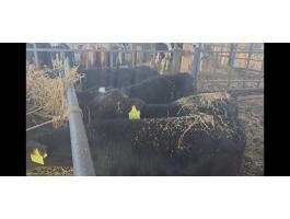 16 db kersztezett frìz Limuzin borjù eladò