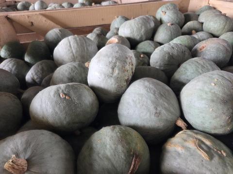 SÜTŐTÖK SÜTŐTÖK