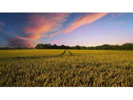 Szántóföldet vagy legelőt keresek megvételre vagy hosszú távú bérlésre