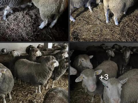 Ile de France és húshasznú juhok eladók Ile de France és húshasznú juhok eladók