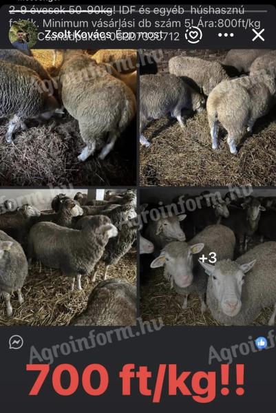 Ile de France és húshasznú juhok eladók
