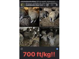 Ile de France és húshasznú juhok eladók