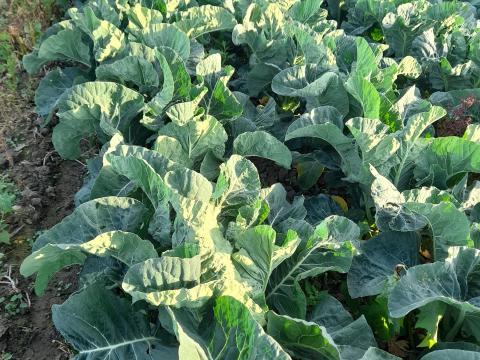 Káposzta eladó – Fejes, kelkáposzta, vörös káposzta Káposzta eladó – Fejes, kelkáposzta, vörös káposzta