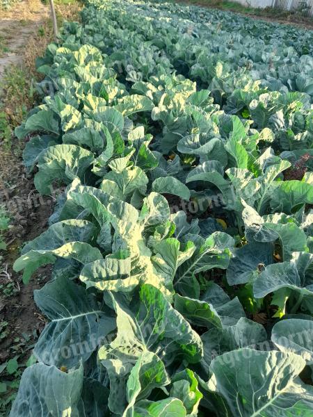 Káposzta eladó – Fejes, kelkáposzta, vörös káposzta