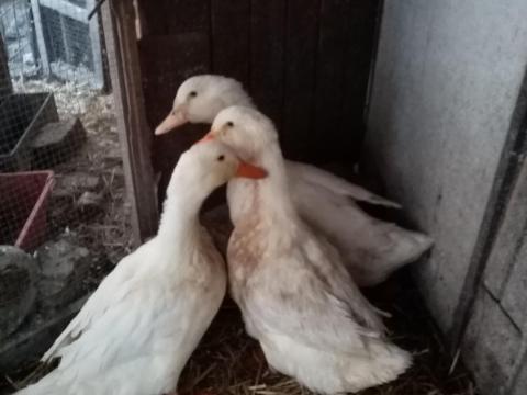 Magyar fehér kacsa eladó Magyar fehér kacsa eladó