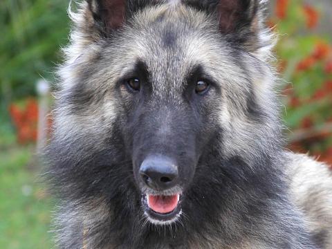 Tervueren (belga juhász) fiatal szuka új otthont keres