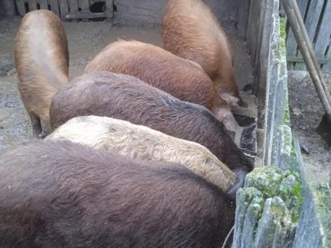 Duroc hízók eladók Kiskunhalason Duroc hízók eladók Kiskunhalason