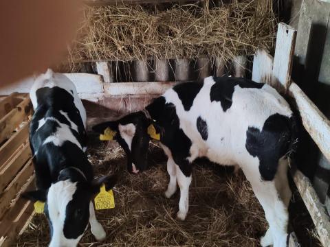 Bikaborjú eladó Bikaborjú eladó