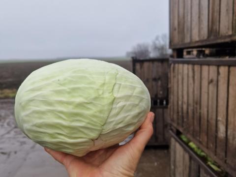 Fejeskáposzta eladó Fejeskáposzta eladó