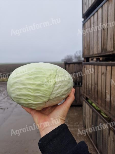 Fejeskáposzta eladó