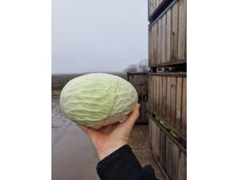 Fejeskáposzta eladó
