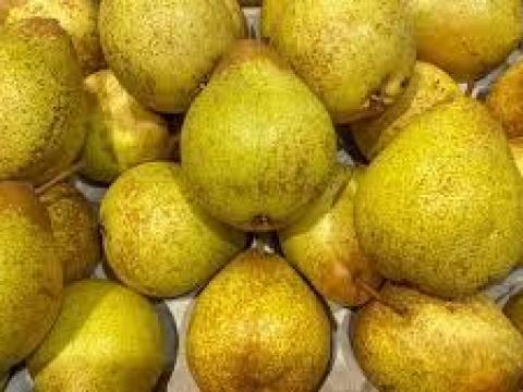 Körte cefrének eladó Körte cefrének eladó