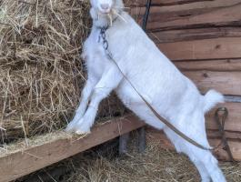 7 hónapos kecske eladó,  Bács-Kiskun