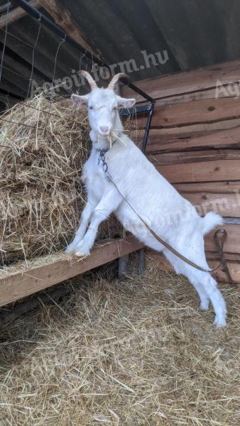 7 hónapos kecske eladó,  Bács-Kiskun