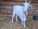 7 hónapos kecske eladó,  Bács-Kiskun