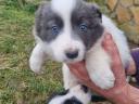 Border collie kiskutyák Zalaegerszegen