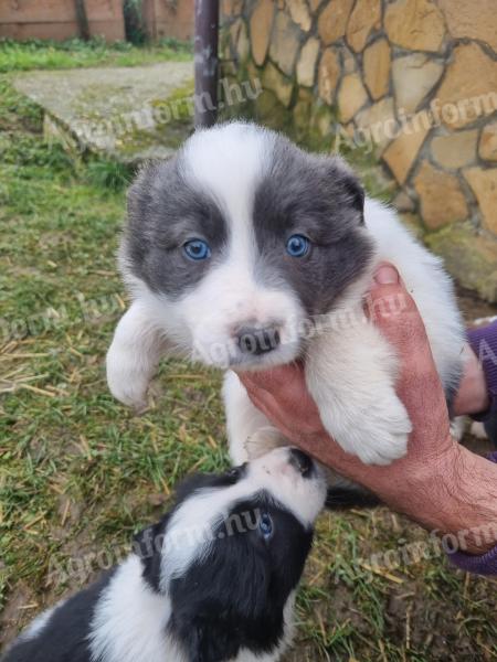 Border collie kiskutyák Zalaegerszegen