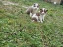 Border collie kiskutyák Zalaegerszegen