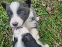 Border collie kiskutyák Zalaegerszegen
