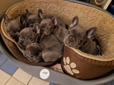 Francia buldog kiskutyak új otthont keresnek