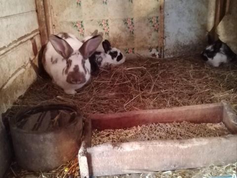 Nyúl eladó Nyúl eladó