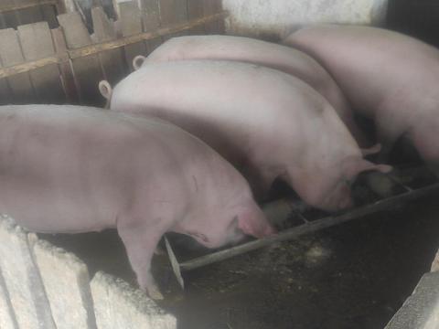 Hízók eladók - 200-260 kg, hagyományos takarmányon nevelve Hízók eladók - 200-260 kg, hagyományos takarmányon nevelve