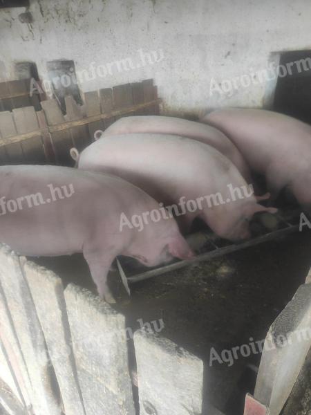 Hízók eladók - 200-260 kg,  hagyományos takarmányon nevelve