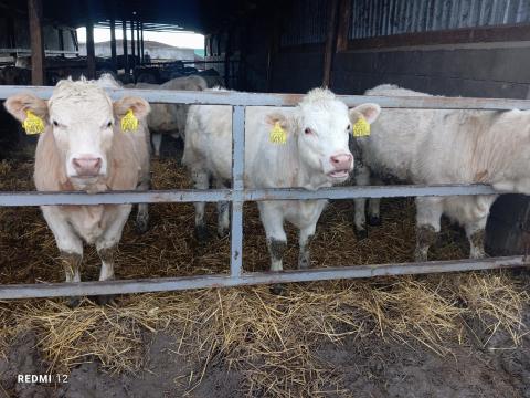 Charolais üszők eladók Charolais üszők eladók