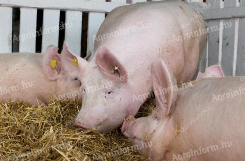 Hízók eladók Porván