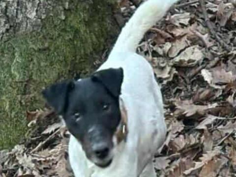 Törzskönyvezett foxterrier kan