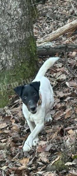 Törzskönyvezett foxterrier kan