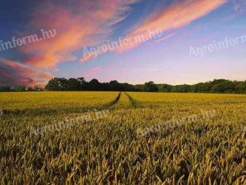 Eladó szántó Zalaapátiban Eladó szántó Zalaapátiban