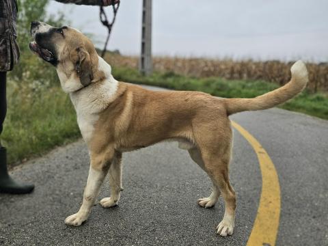 Közép-ázsiai juhászkutya 11 hónapos eladó